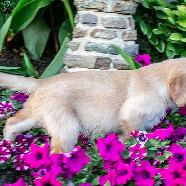 Scamp, Golden Retriever Puppy